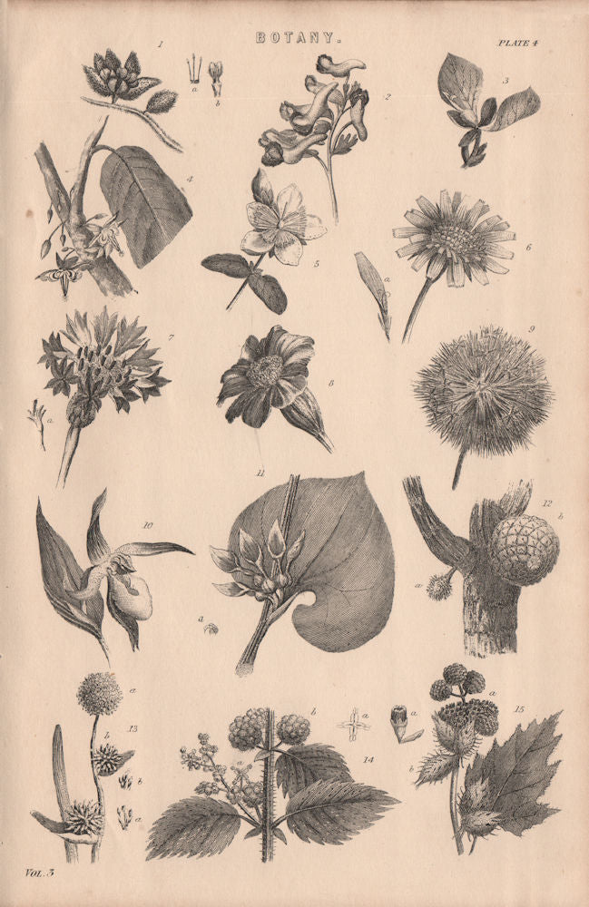 Botany. Types of flower IV 1880 old antique vintage print picture
